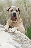 CANE CORSO 575